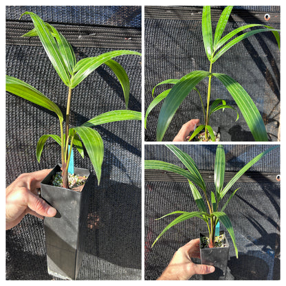 White Triangle Palm- Chrysalidocarpus (Dypsis) cabadae x decaryi