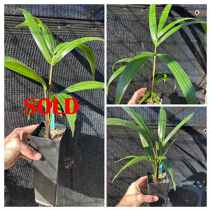 White Triangle Palm- Chrysalidocarpus (Dypsis) cabadae x decaryi